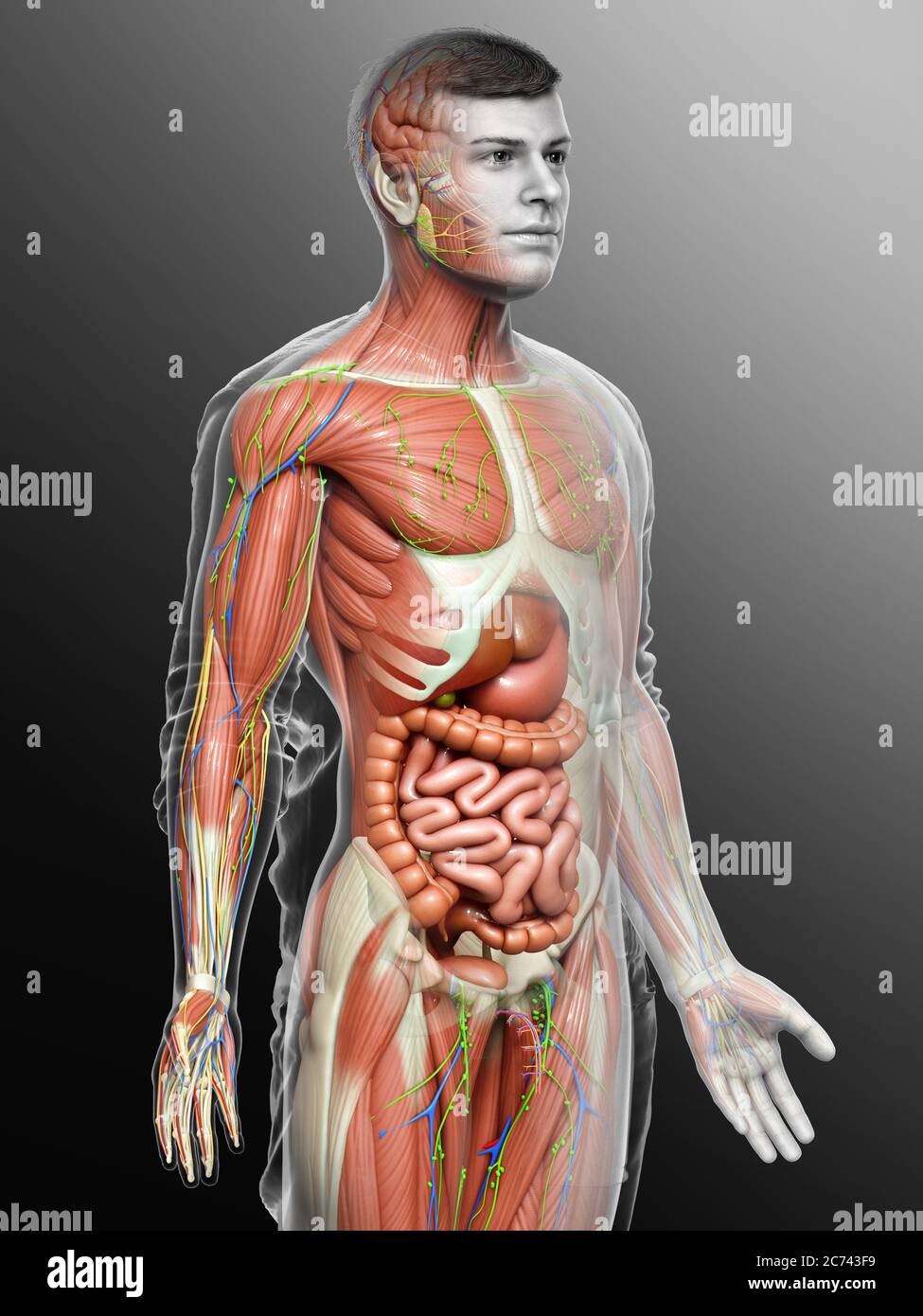 3d rendered medically accurate of the male anatomy Stock Photo - Alamy