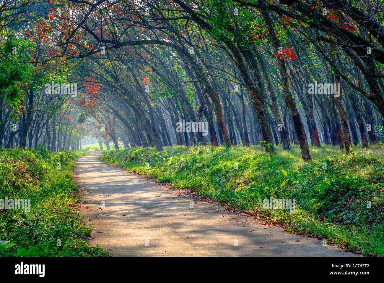 Fogs in forest hi-res stock photography and images - Alamy