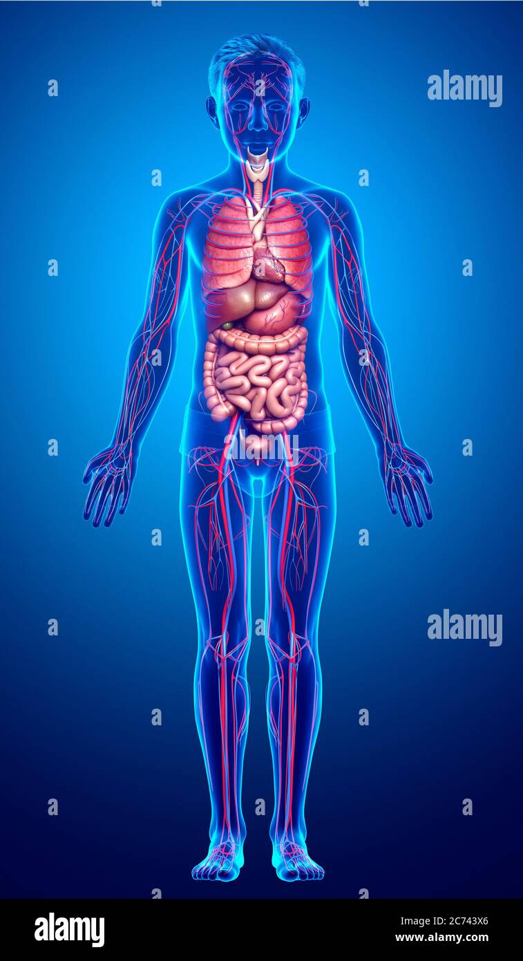 3d rendered medically accurate illustration of boy Internal organs and ...