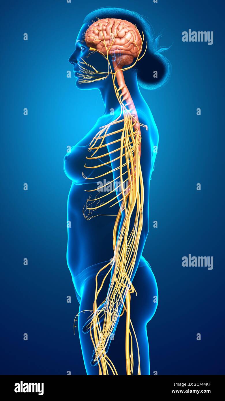 3d rendered medically accurate illustration of the brain Stock Photo ...
