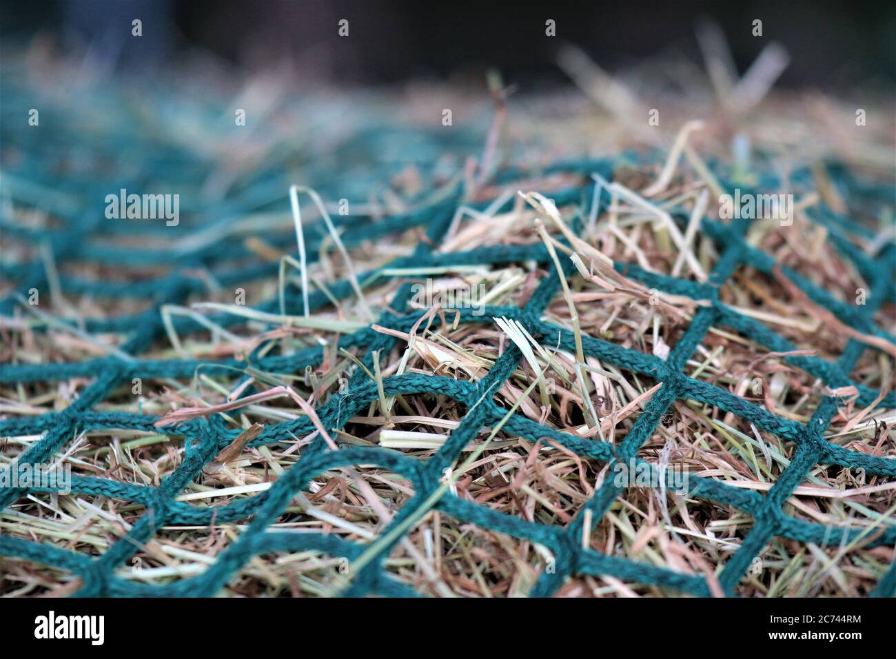Close up of hay in a green hay net Stock Photo