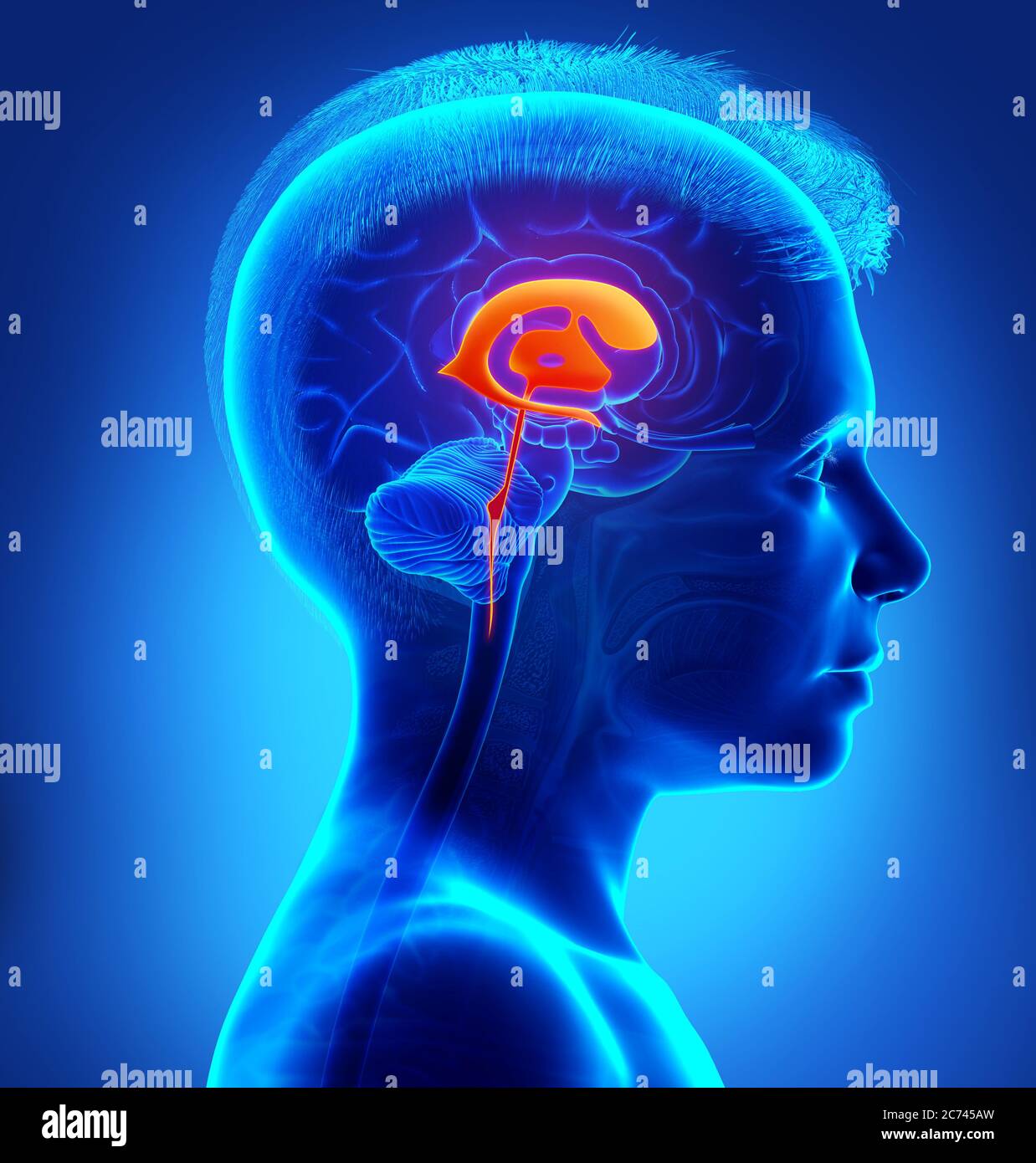 3d rendering medical illustration of a young boy Brain Ventricles ...