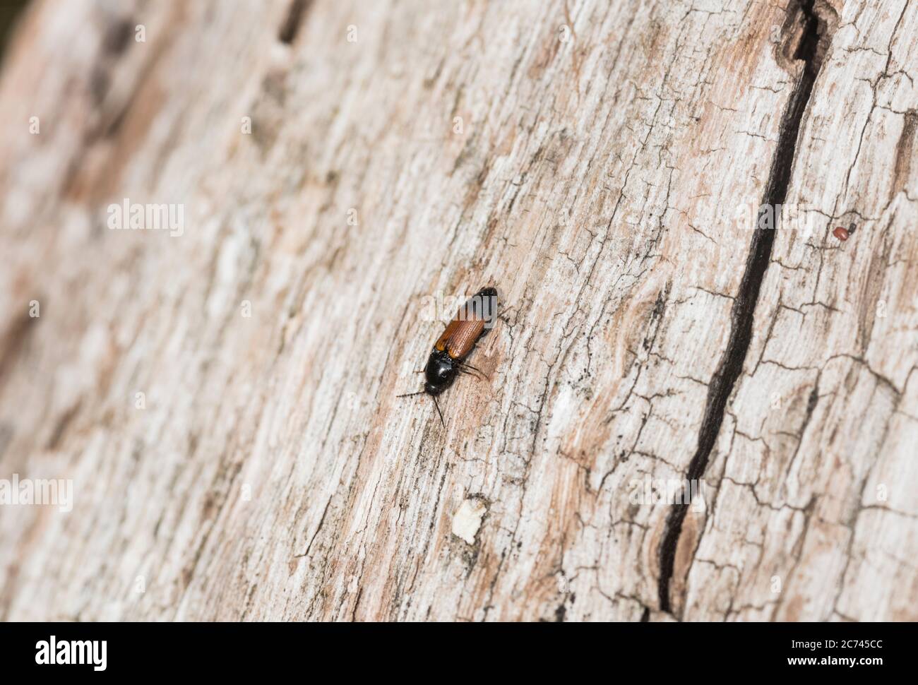 Click Beetle (Ampedus balteatus) Stock Photo