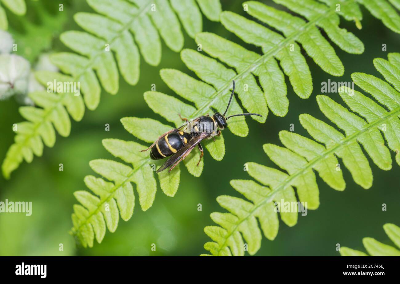A solitary wasp provisionally identified as Argogorytes mystaceus Stock Photo