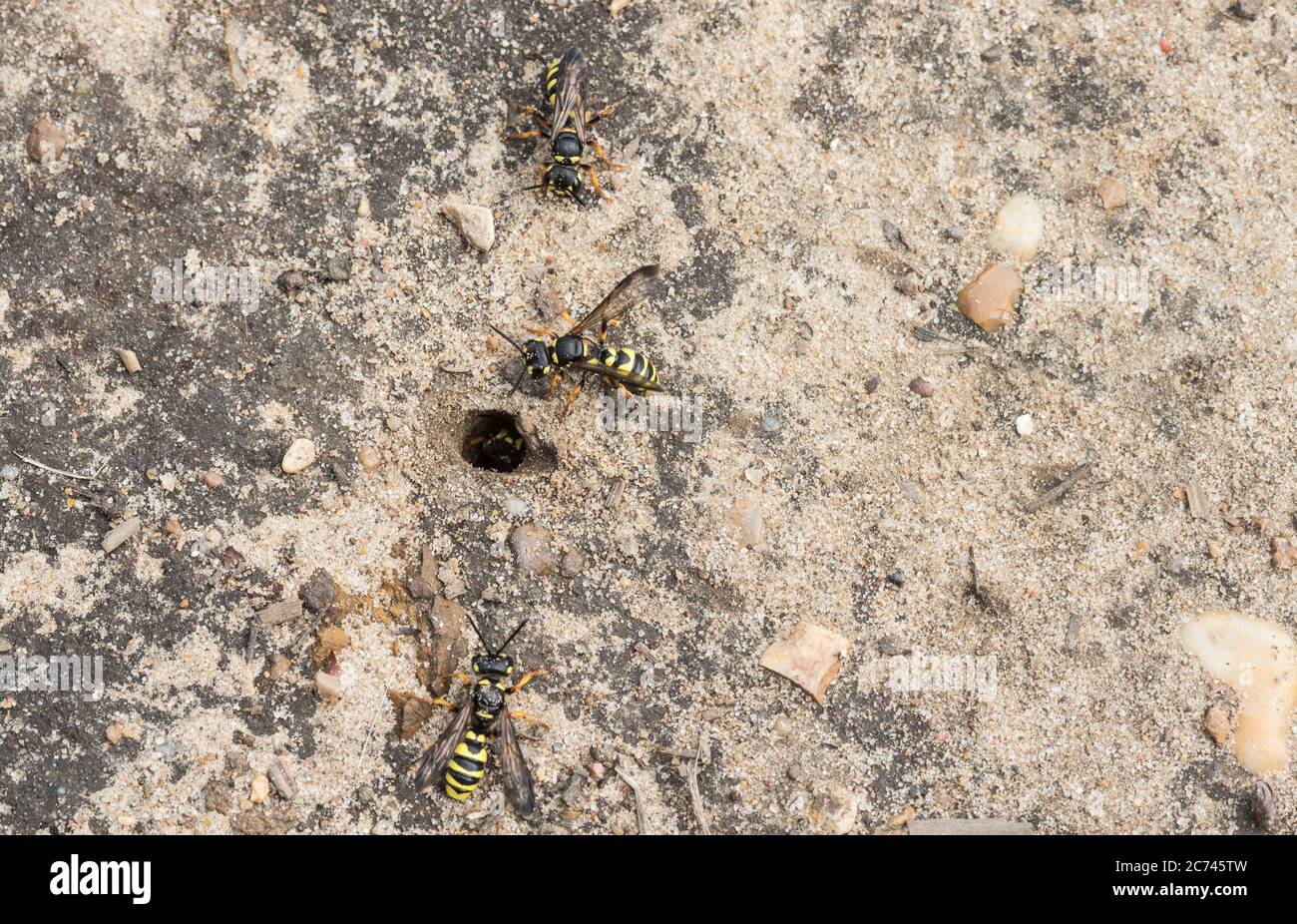 Four Sand-tailed Digger Wasps (Cerceris arenia) that all came out of the same nesting hole (startling me in the process!) Stock Photo