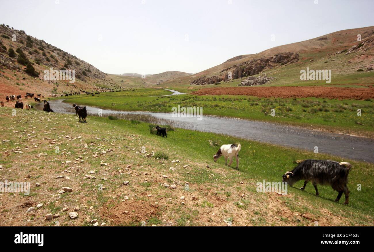 flock of goats and sheep by the river Stock Photo - Alamy