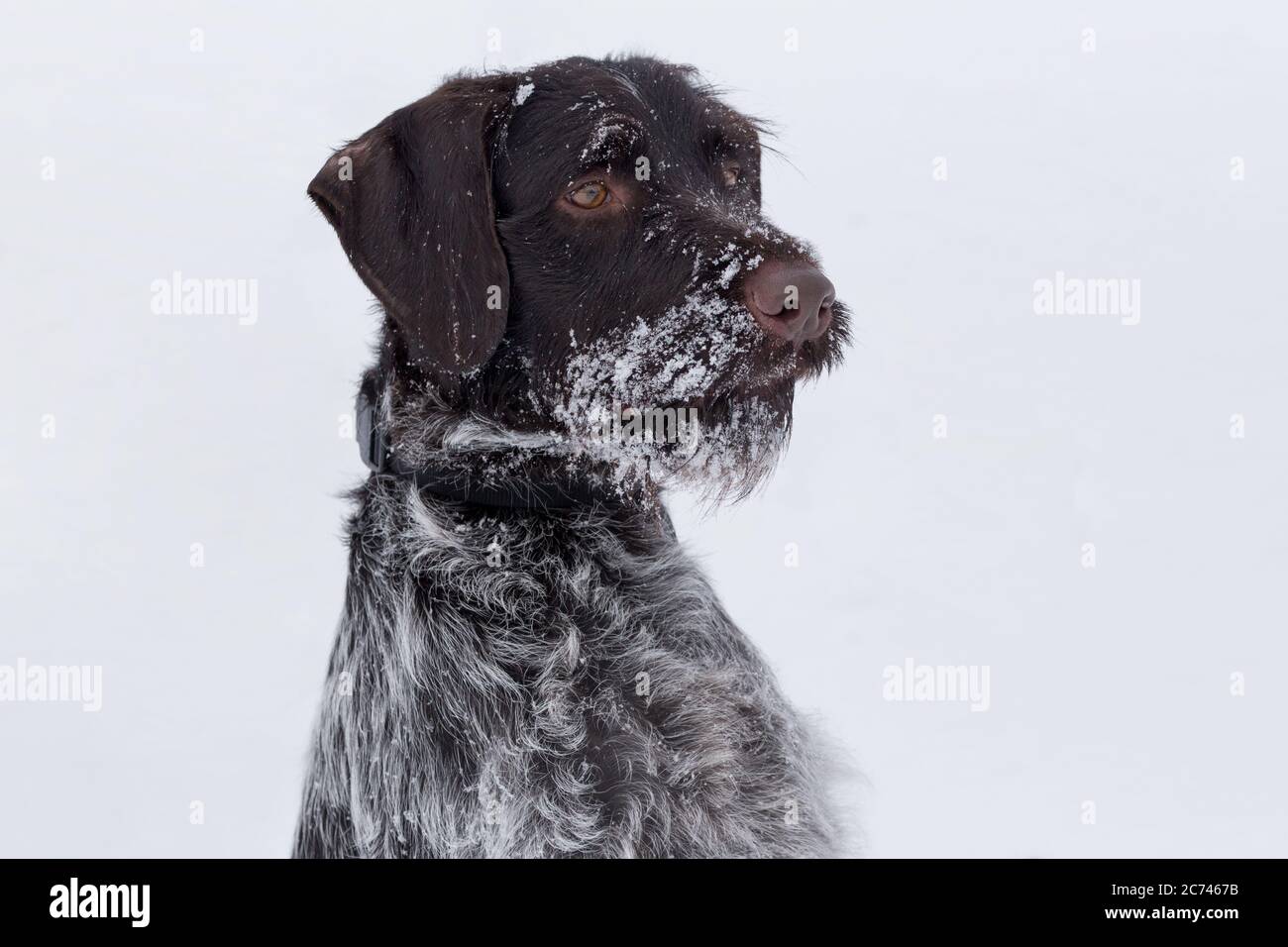 Portrait of deutsch drahthaar close up. Pet animals. Purebred dog. Stock Photo