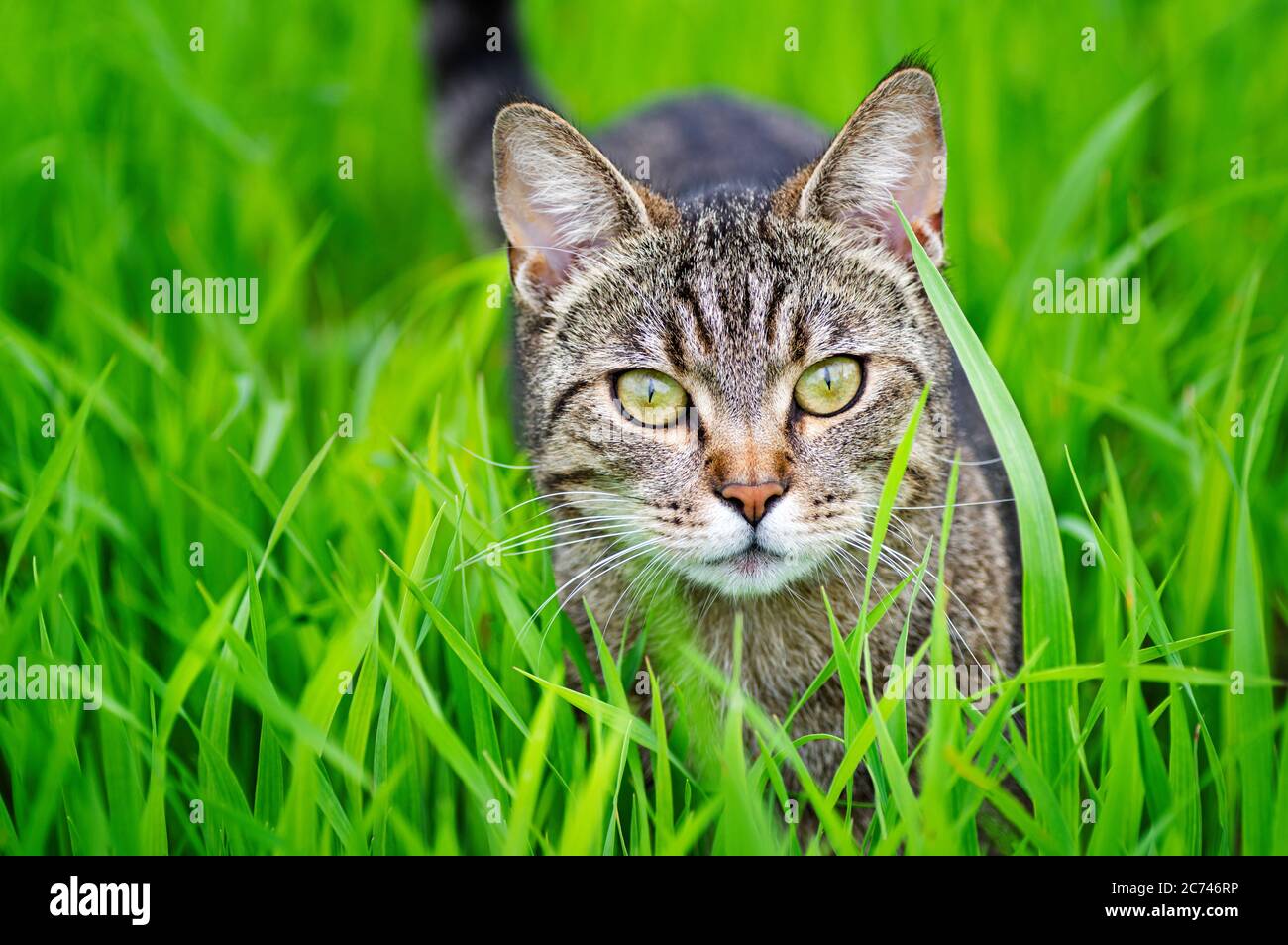 Tabby cat outdoors in nature hi-res stock photography and images - Alamy