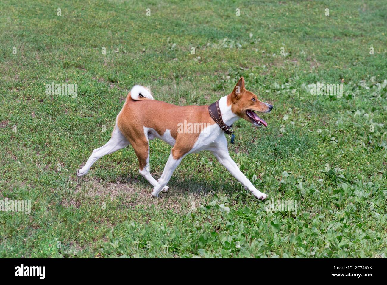 Cute basenji puppy is running on a green grass in the summer park. Pet animals. Purebred dog. Stock Photo