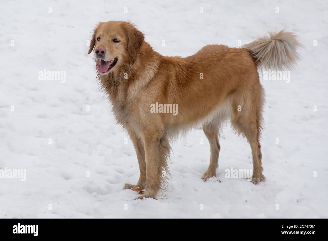 Cute hovawart is standing on a white snow in the winter park. Pet animals. Purebred dog. Stock Photo