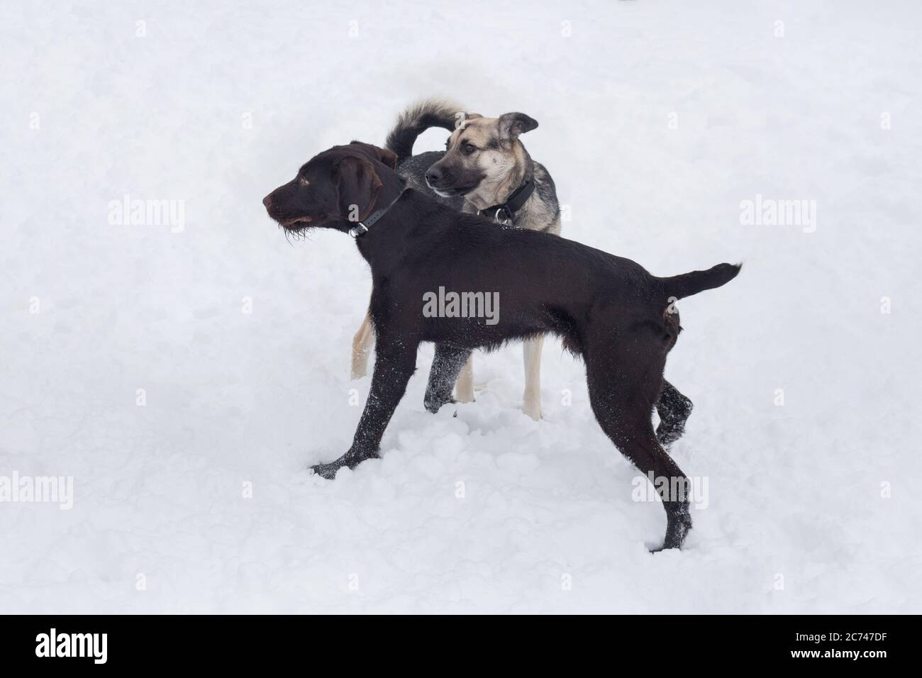 Cute deutsch drahthaar and multibred dog are playing on a white snow in the winter park. Pet animals. Purebred dog. Stock Photo