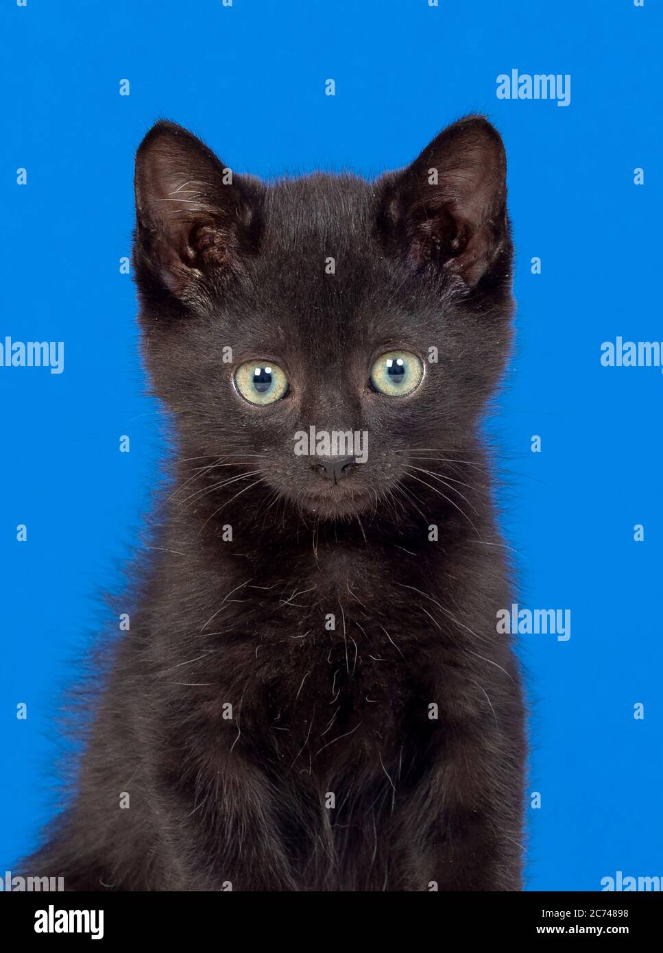 Quadro Siamese stile Chibi – Dolce tenero gatto manga | Incorniciamoci, image size:967x1390