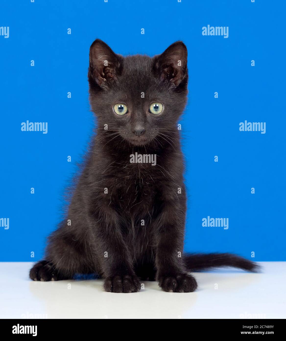 Cat Facing Camera High Resolution Stock Photography And Images Alamy