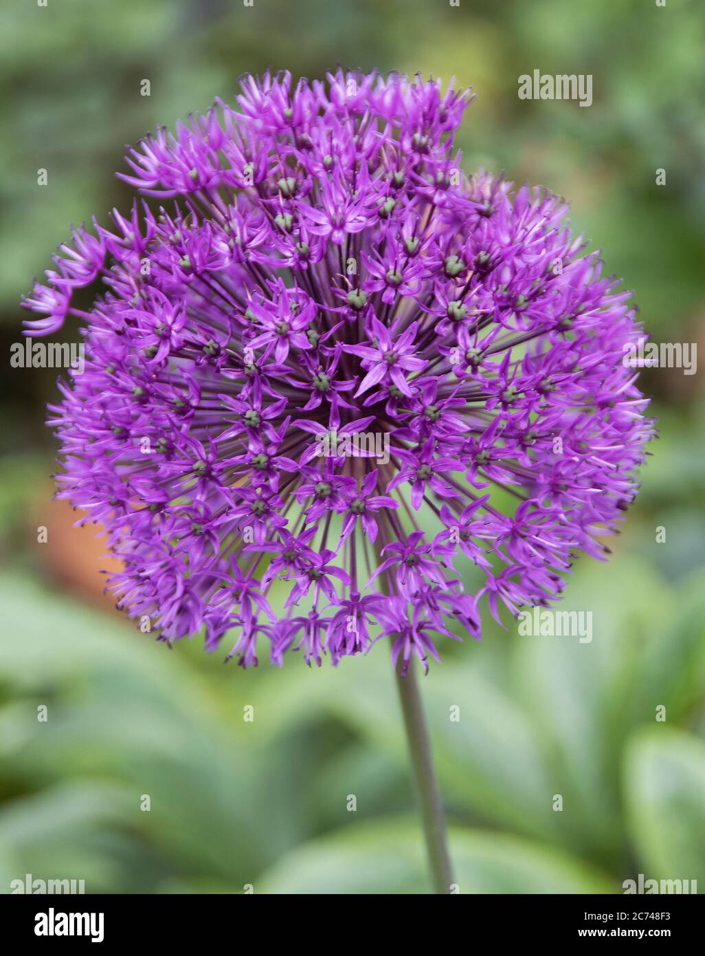 Allium 'Purple Sensation' is a perennial to 90cm, with short basal leaves dying down by flowering time. Flowers small, vivid rosy-purple, in crowded s Stock Photo