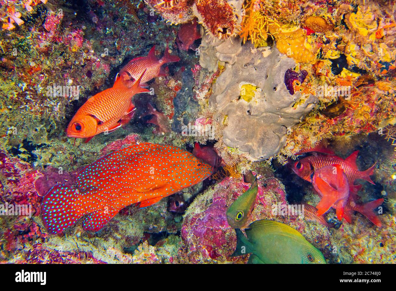 Coral Grouper, Cephalopholis miniata, Immaculate Soldierfish, Coral Reef, South Ari Atoll, Maldives, Indian Ocean, Asia Stock Photo