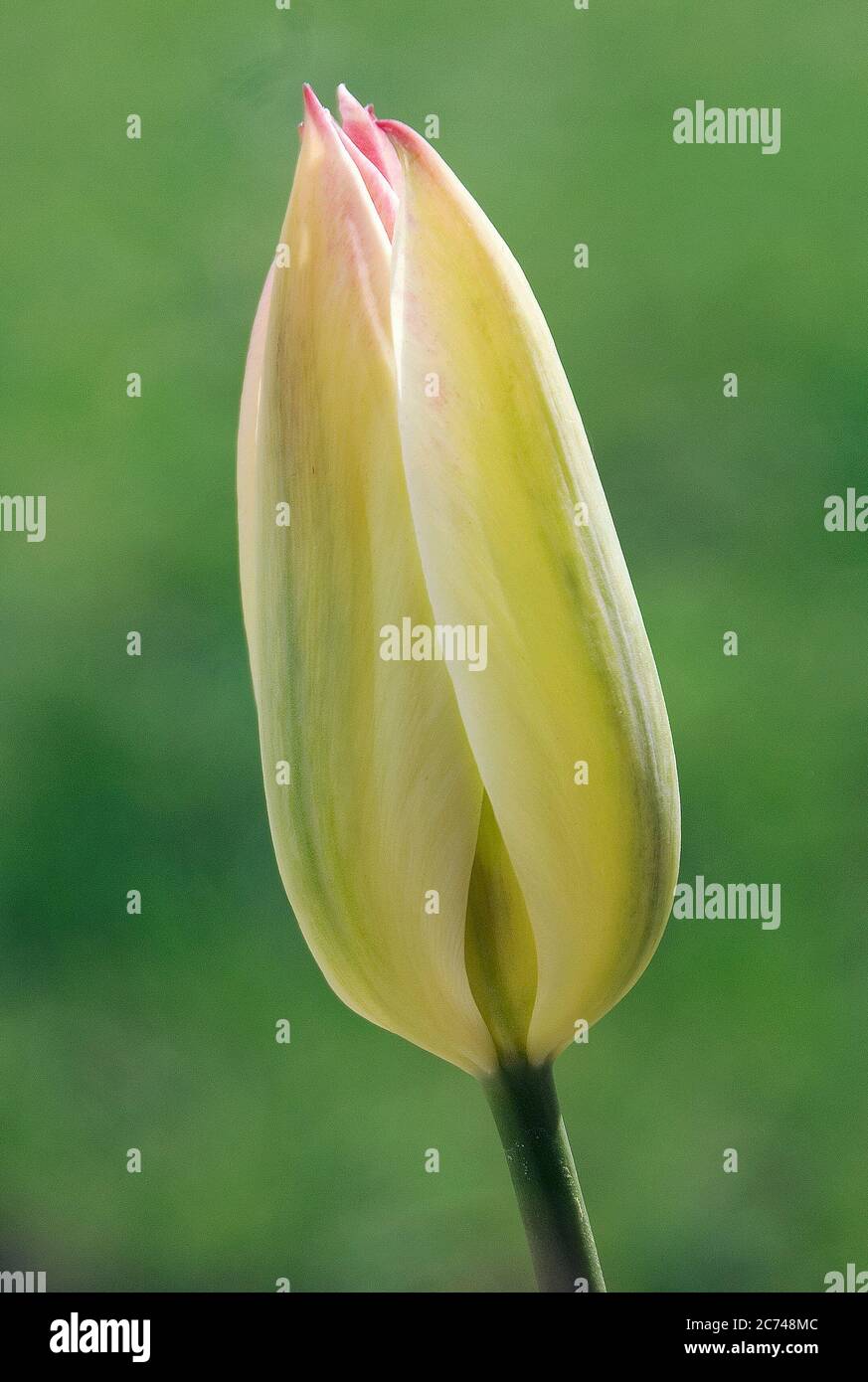 Tulipa viridiflora Stock Photo