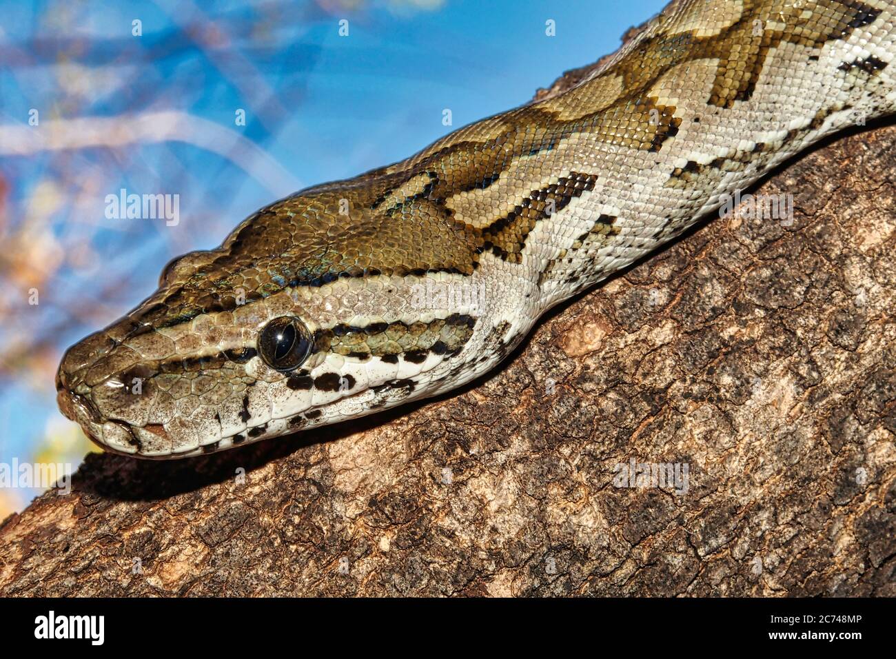 African rock python hi-res stock photography and images - Alamy