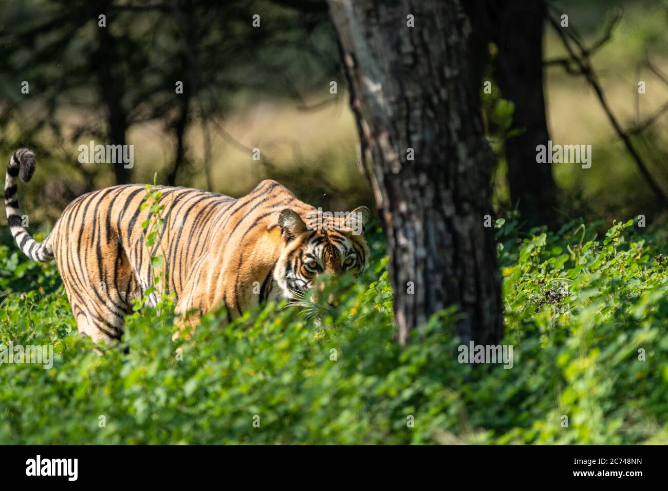 wild tiger on a rainy day in natural green forest during monsoon season ...