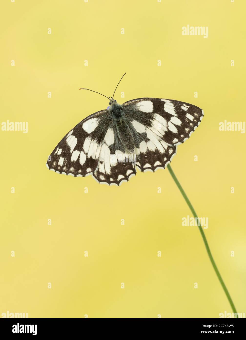 A Marbled White butterfly (Melanargia galathea) Stock Photo