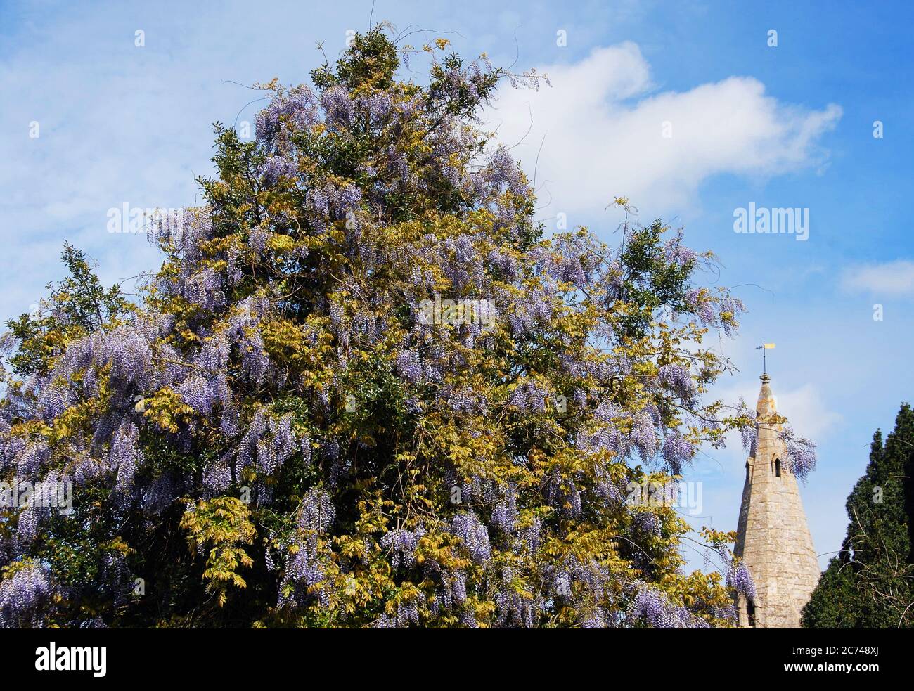 A holly tree, Ilex aquifolium, smothered with Chinese Wisteria sinensis, Stock Photo