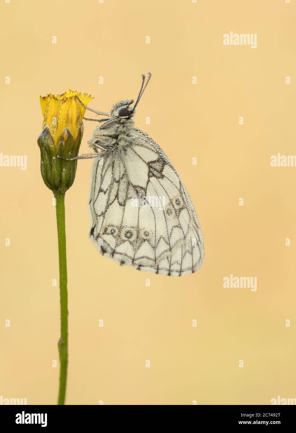 A dew-soaked male Marbled White butterfly (Melanargia galathea) roosting. Stock Photo