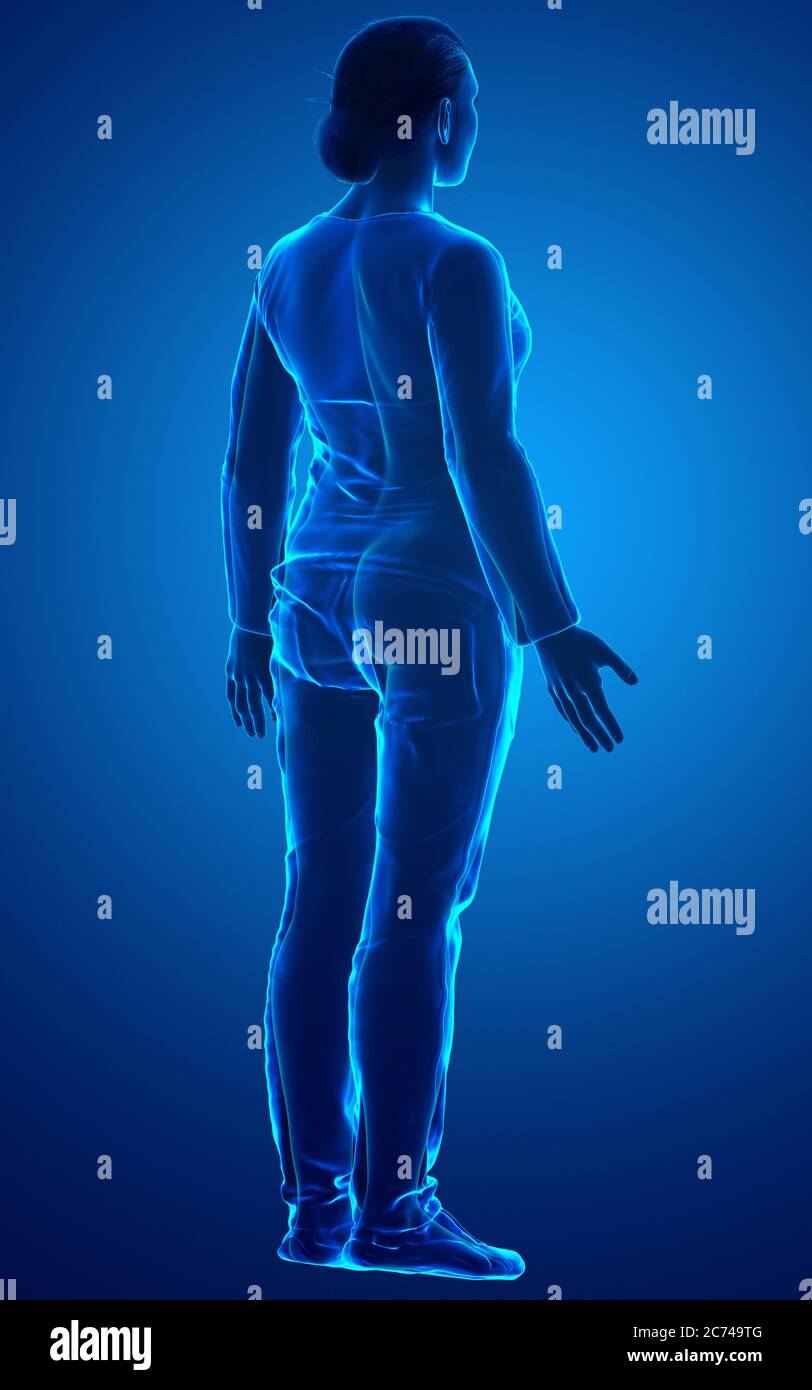 Woman Body Rendering 3d rendered illustration of the female body Stock Photo - Alamy