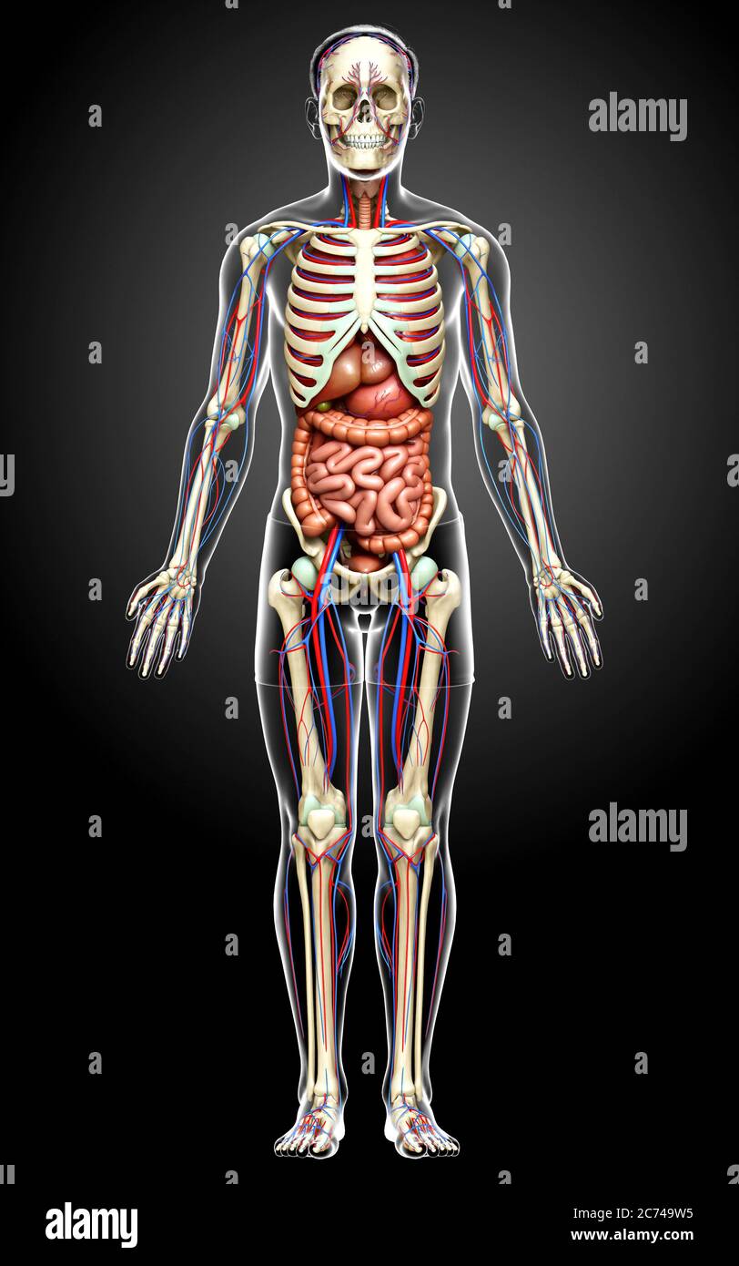 3d Rendered Medically Accurate Illustration Of Male Internal Organs