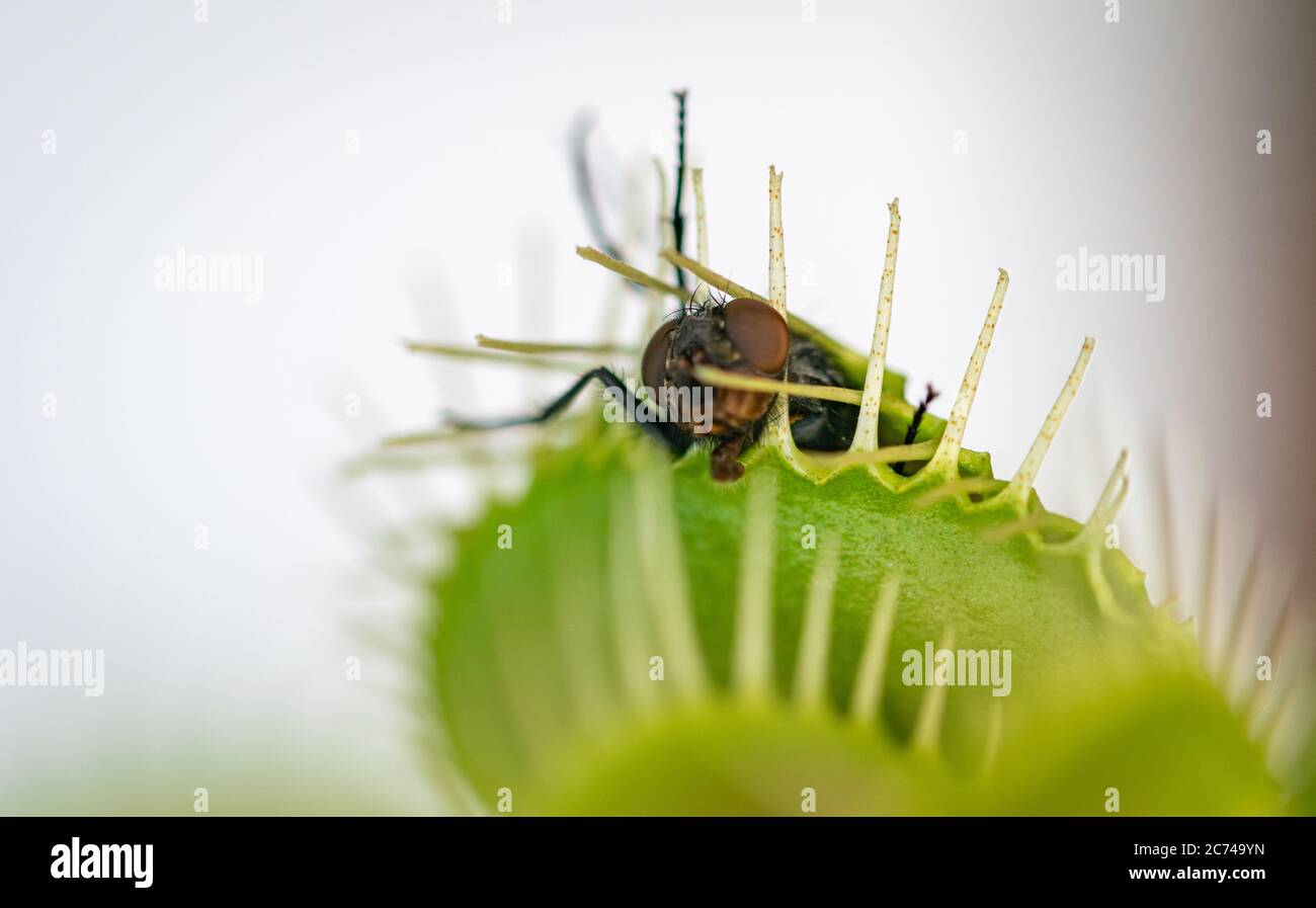 one common green house fly being eaten alive by a hungry venus flytrap plant Stock Photo Alamy