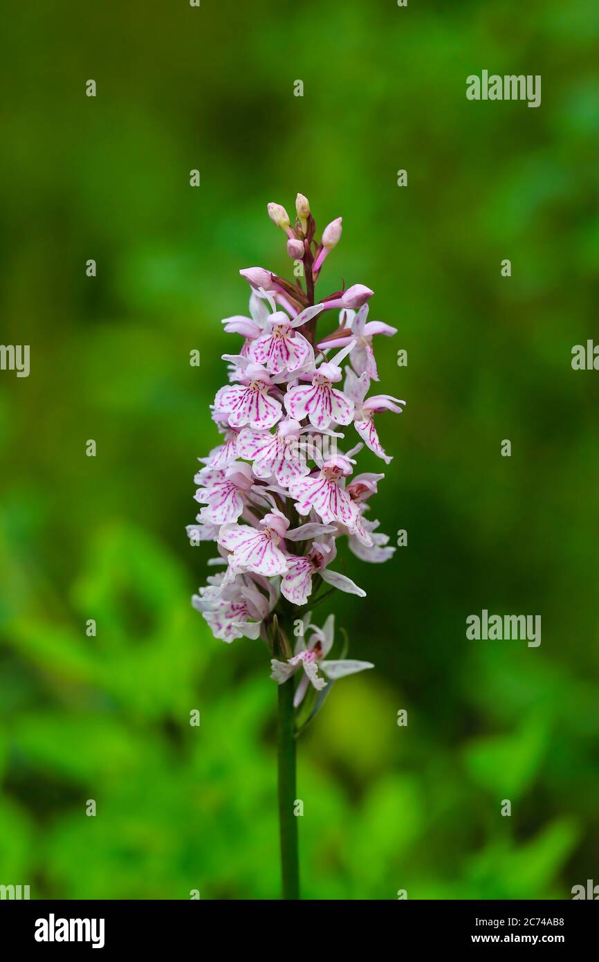 Dactylorhiza maculata, Heath Spotted Orchid, growing in calciferous soil of boggy woodland in Finland. Markings in flowers vary from pink to purple. Stock Photo
