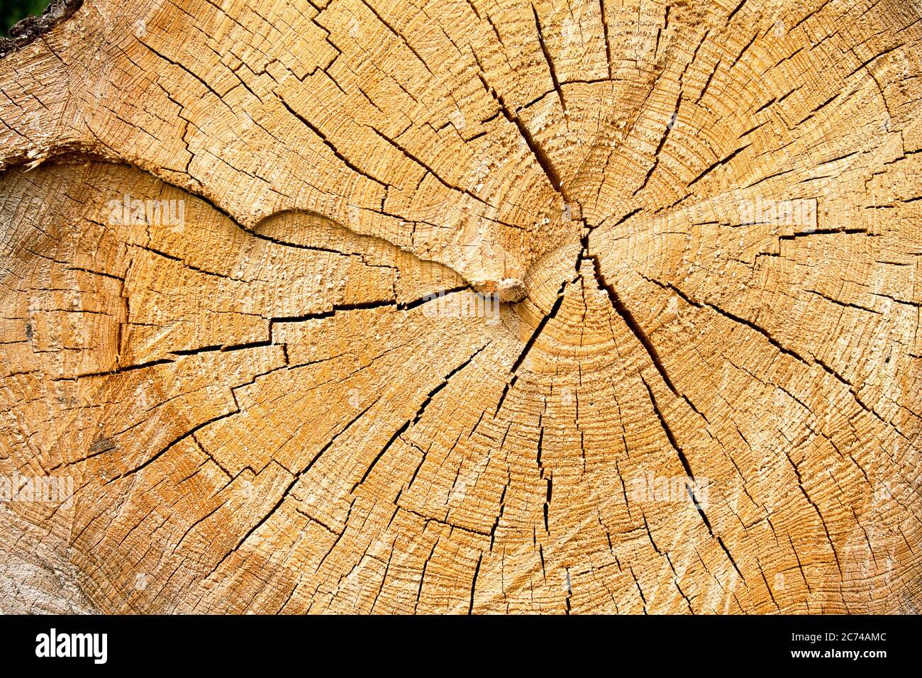 White oak tree trunk rings hi-res stock photography and images - Alamy
