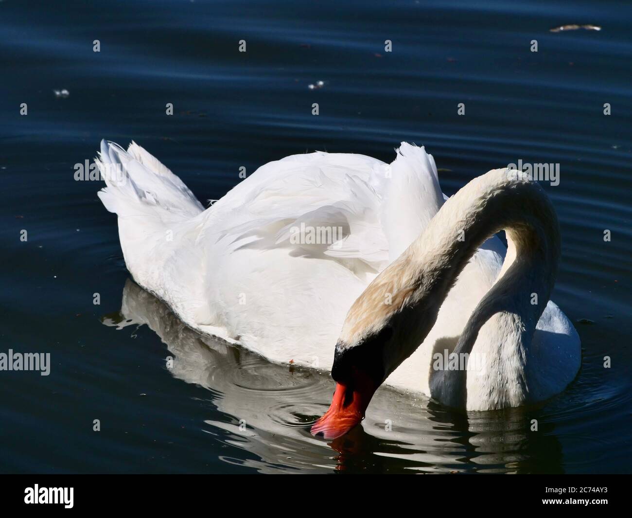 white swan swimming at a river in sunshine Stock Photo - Alamy