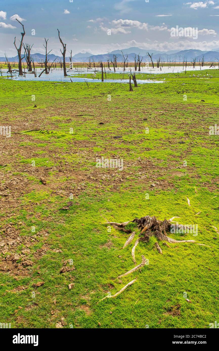 Dry Drowned Trees, Waterland, Udawalawe National Park, Sri Lanka, Asia