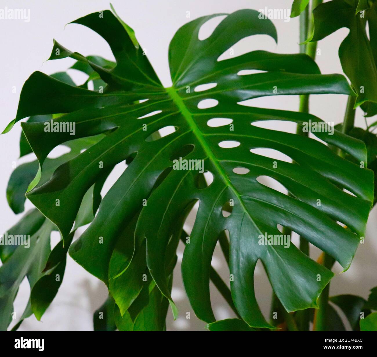 The big green sheet Monstera deliciosa. Stock Photo