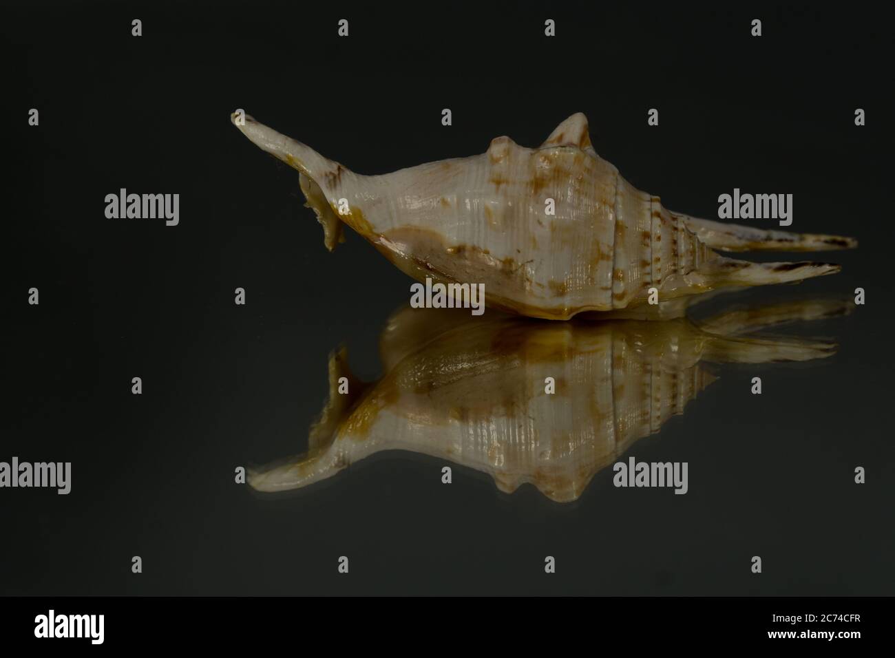 small seasnail shell, broken by the sea Stock Photo