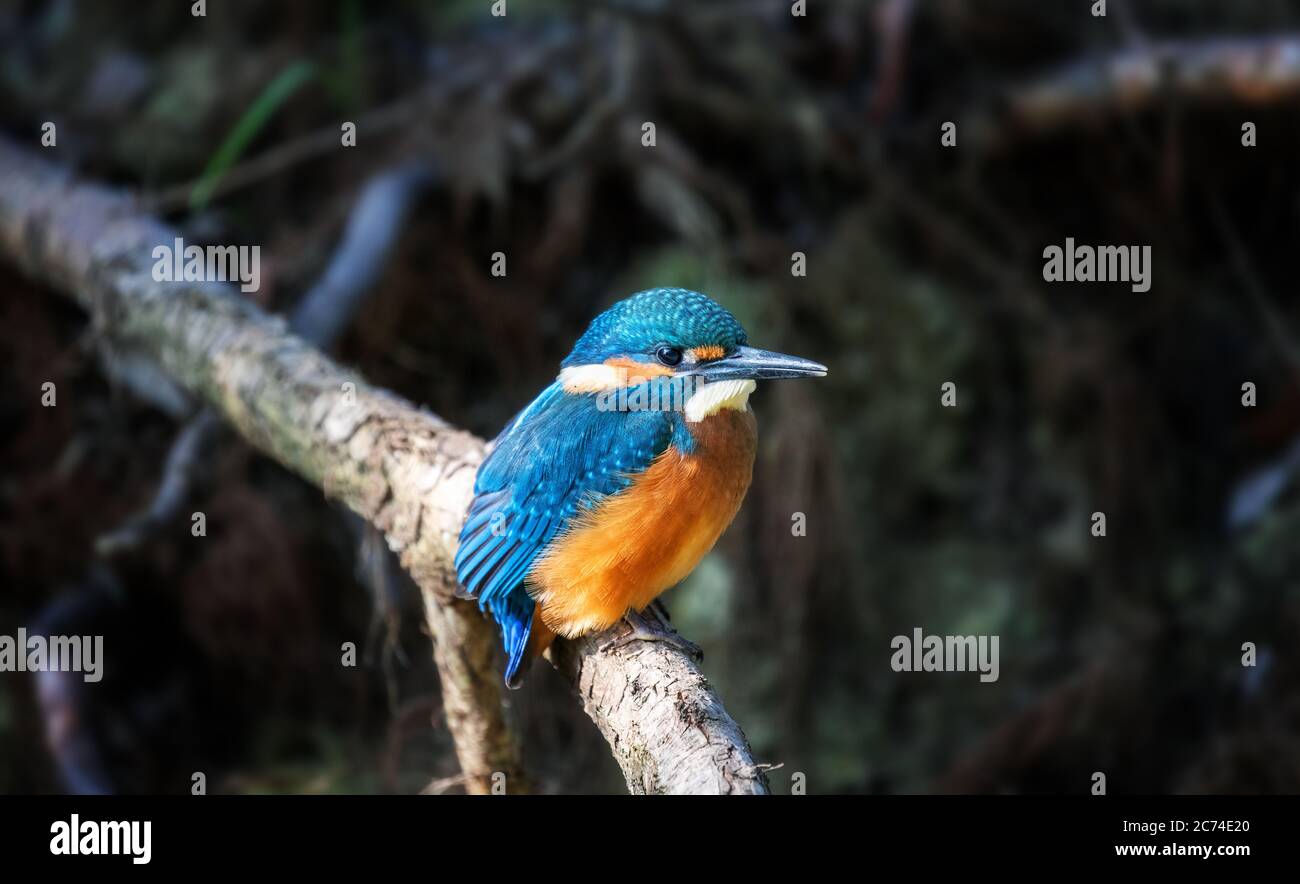 Juvenile Common Kingfisher (Alcedo Atthis) perching on a branch on its first day outside the nest during autumn season. Stock Photo