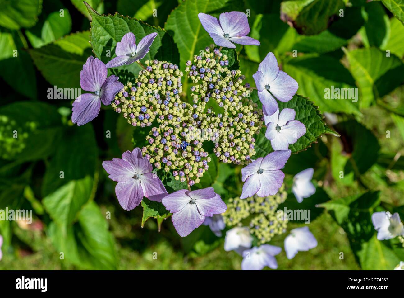 Lacecap hydrangea flowers. Stock Photo
