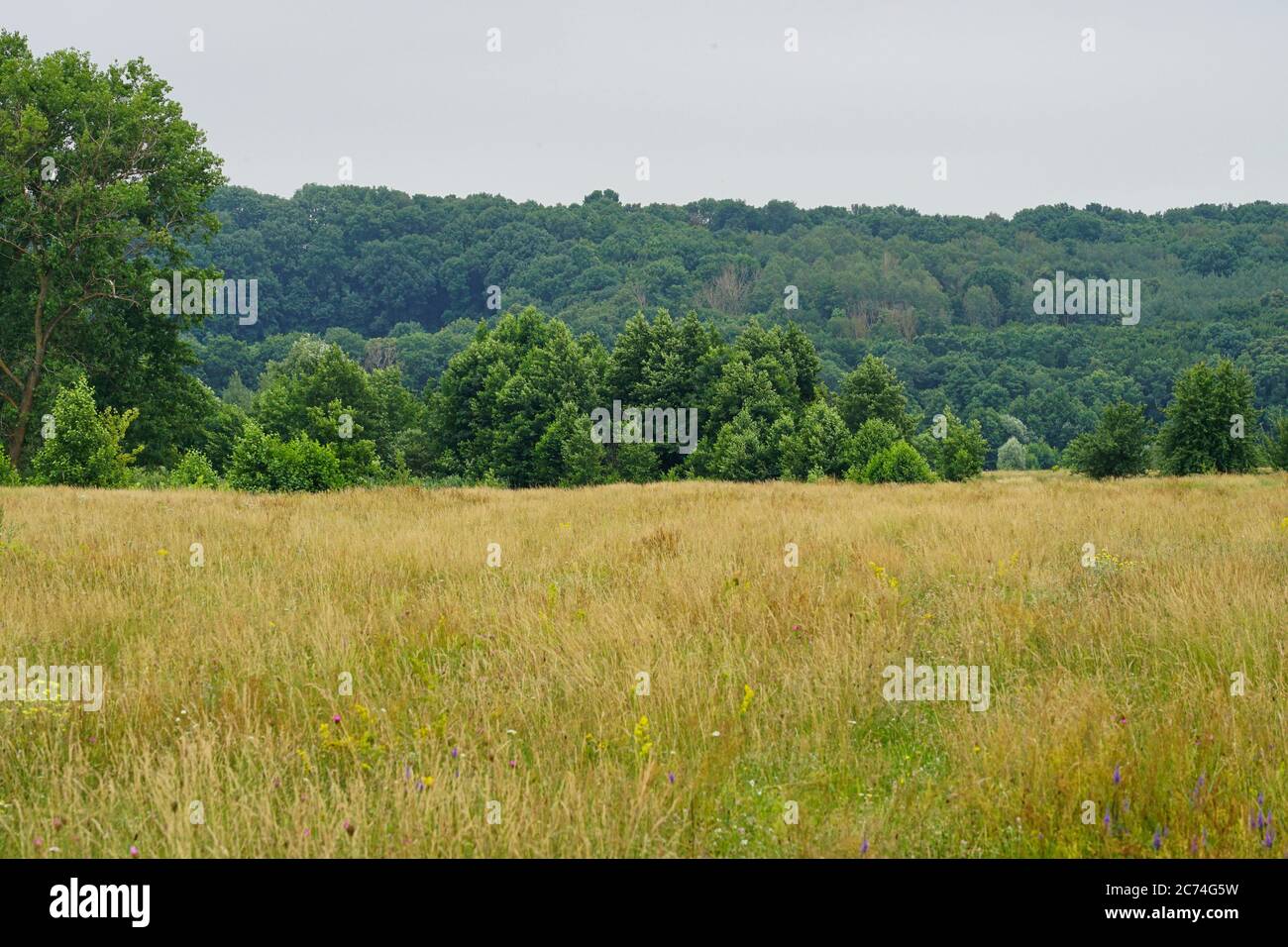Meadow trees green cloud hi-res stock photography and images - Alamy