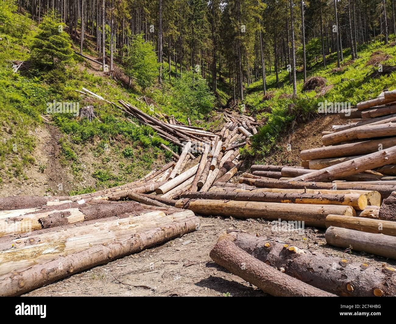 Spruce timber logging area high in the Carpathian mountains. Pile of cut pine logs bounding down the side of the hills like a stream. Stock Photo