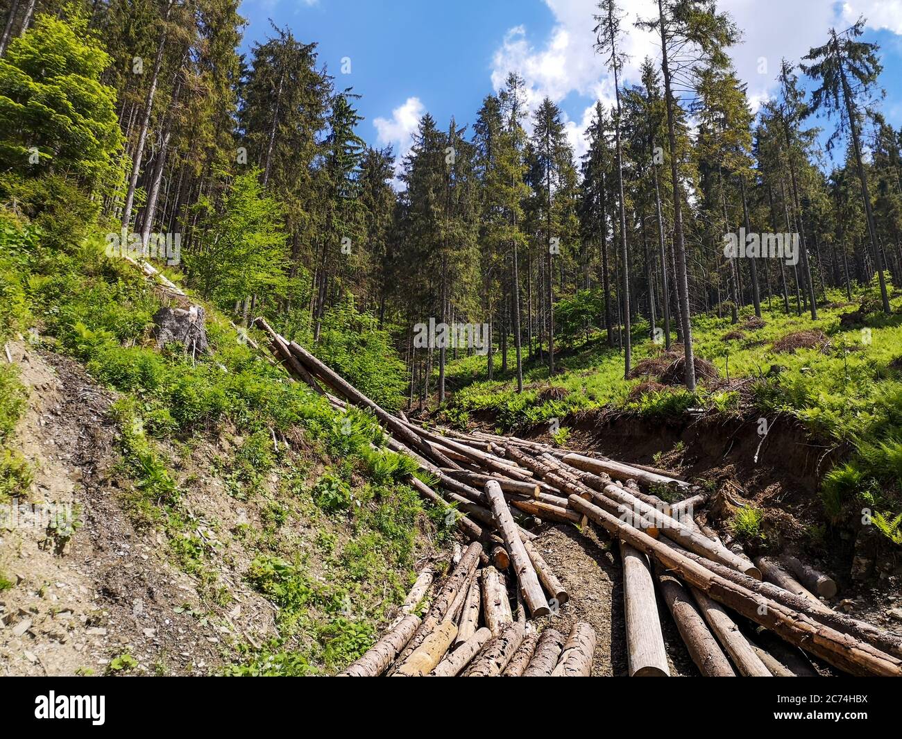 Spruce timber logging area high in the Carpathian mountains. Pile of cut pine logs bounding down the side of the hills like a stream. Stock Photo