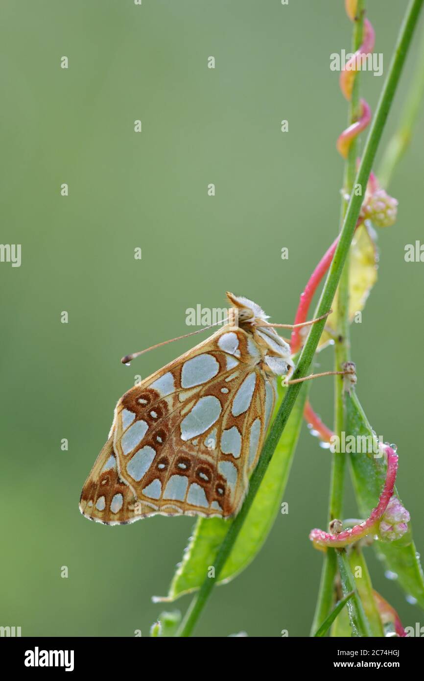 Queen of Spain fritillary (Argynnis lathonia, Issoria lathonia), sitting at a stem, side view, France, Mercantour National Park Stock Photo