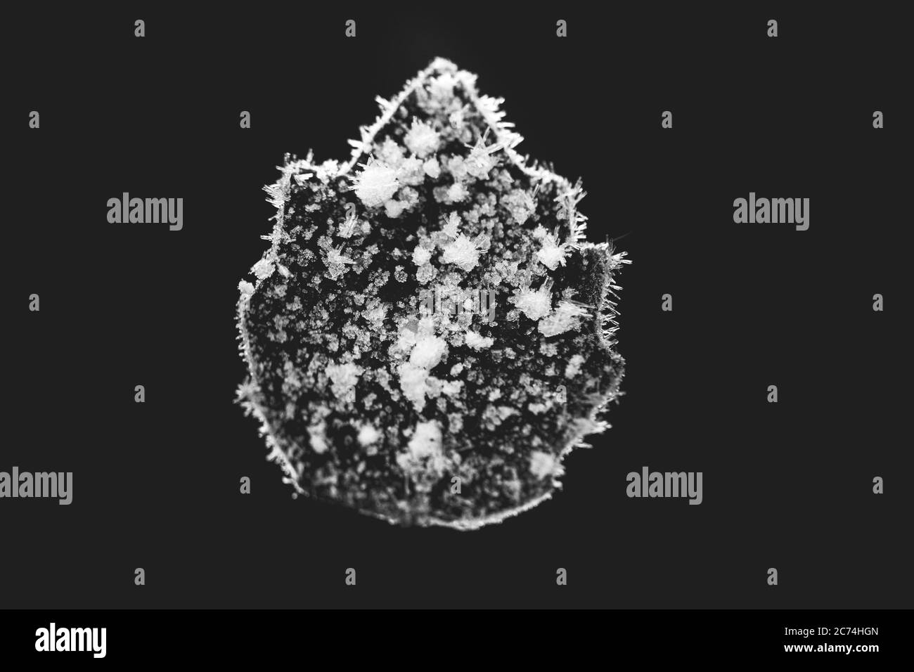 Ice crystals on leaf, Netherlands Stock Photo