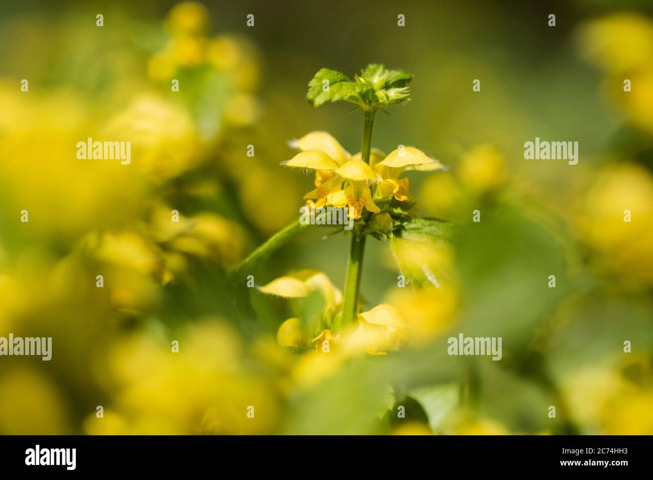 Yellow Archangel (Lamium argentatum, Lamiastrum argentatum, Galeobdolon luteum fo. argentatum), blooming, Netherlands, Frisia Stock Photo
