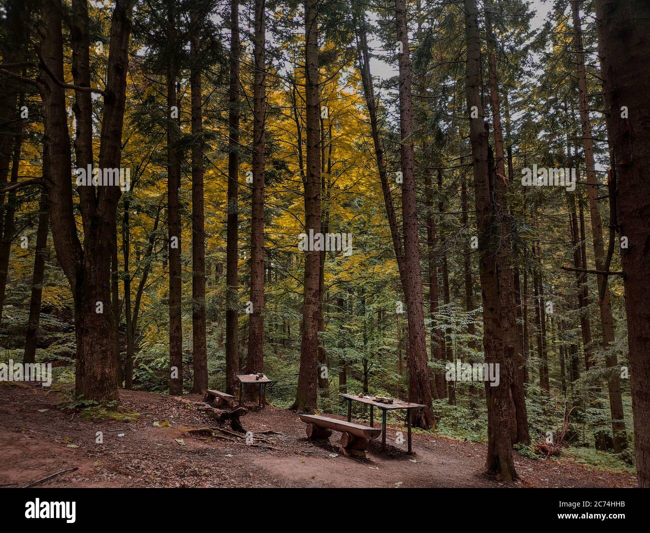 Two wooden rustic handmade tables with log benches at a picnic area in a wild forest in Carpathian mountains in Ukraine. Dark gloomy mysterious mood. Stock Photo