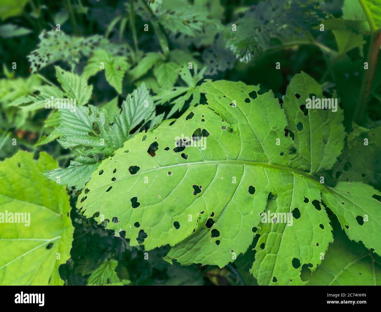 Big heart-shaped greeen leaf full of holes made by insects. Wild wet mountain forest foliage background. Stock Photo
