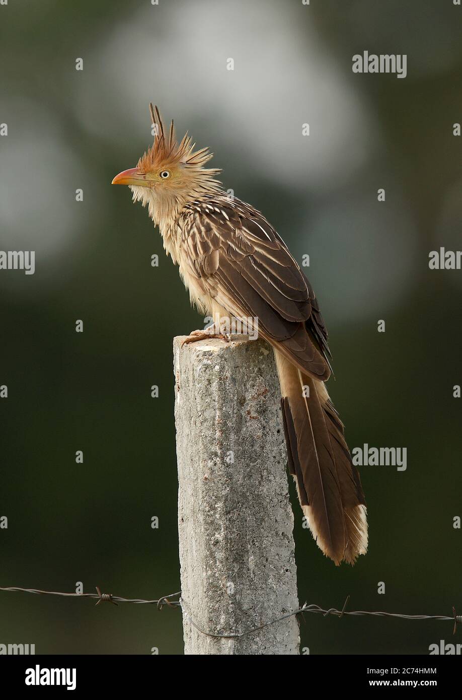 guira cuckoo (Guira guira), adult perched on a pole, Brazil Stock Photo