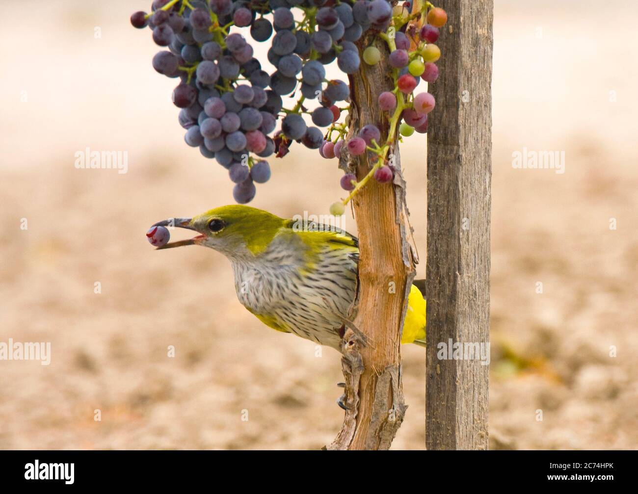 golden oriole (Oriolus oriolus), Female in a wineyard in Toledo, stealing red wine grapes, Spain Stock Photo