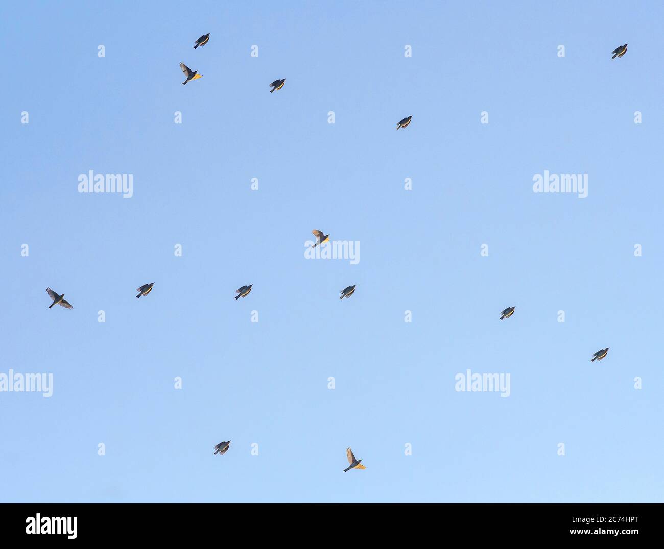 redwing (Turdus iliacus), Migrating flock flying over Tongplaat, Netherlands, South Holland, Dordtse Biesbosch Tongplaat Stock Photo
