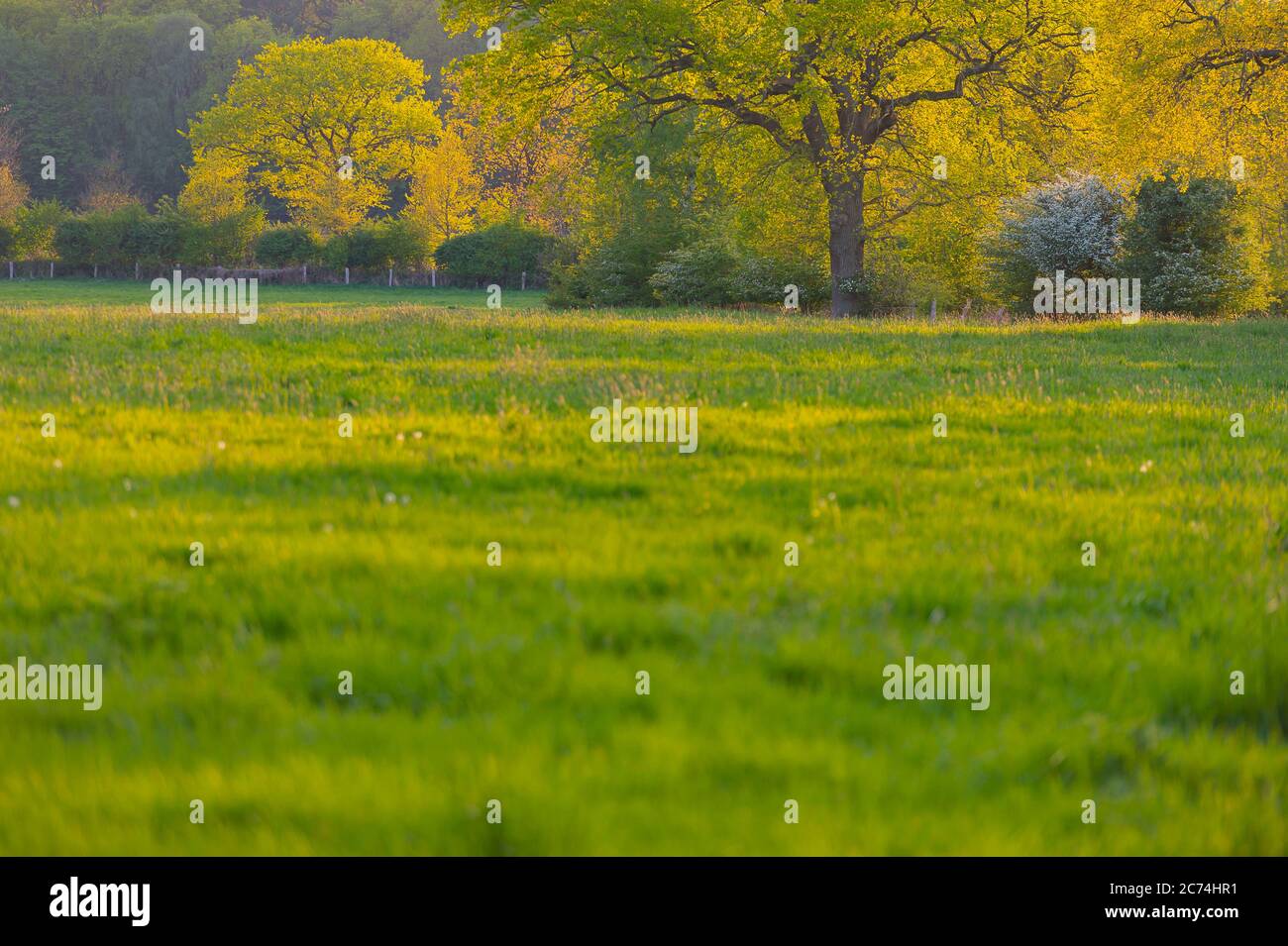 Hummelsbuettel estate with old oaks, hawthorn and others in spring, Germany, Hamburg Stock Photo