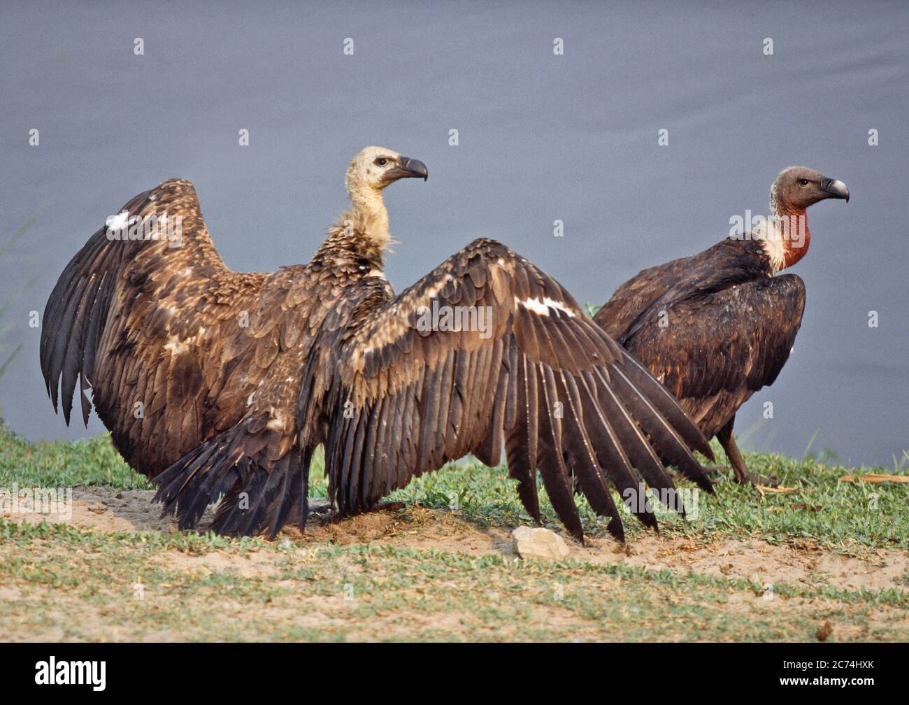 Oriental White Backed Vulture Gyps Bengalensis Critically Endangered White Rumped Vultures At River Bank In Koshi Tappu Adult And Juvenile Nepal Stock Photo Alamy