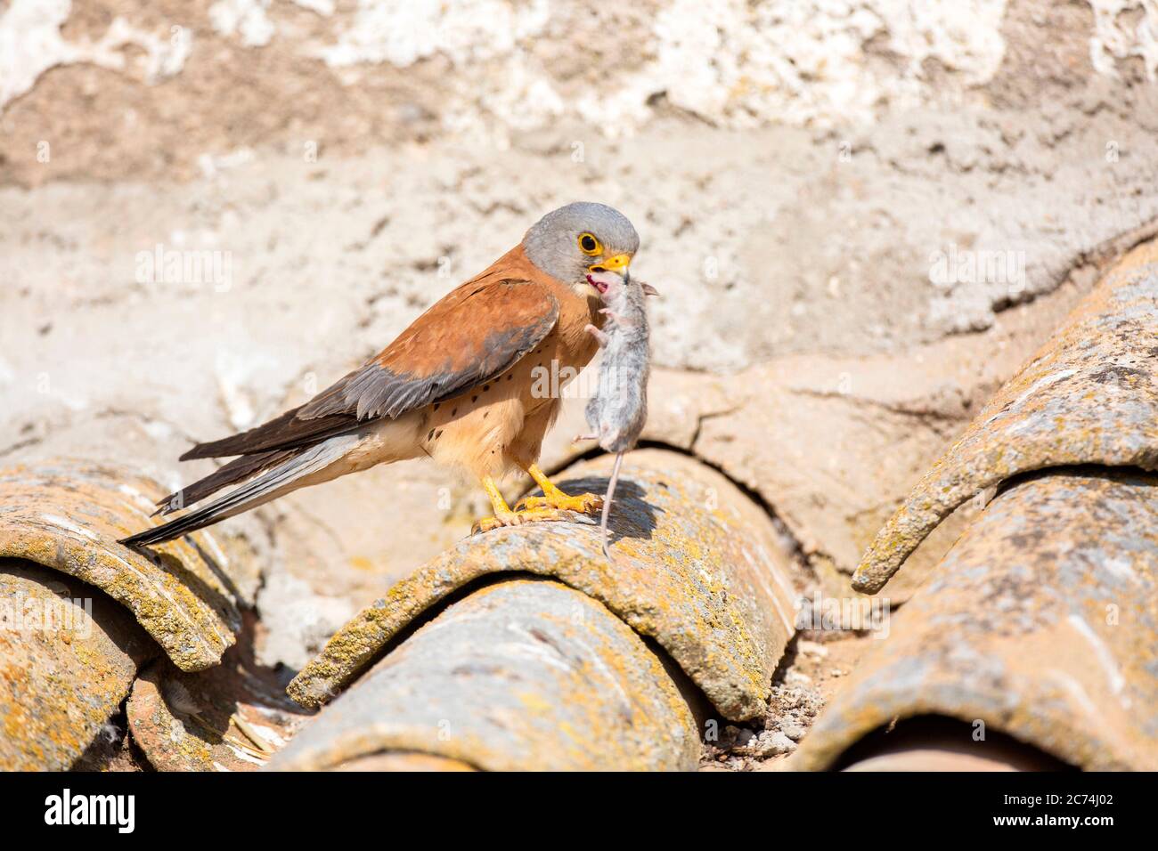 lesser kestrel (Falco naumanni), adult male sitting on old barn in rural area with prey in bill, Spain Stock Photo